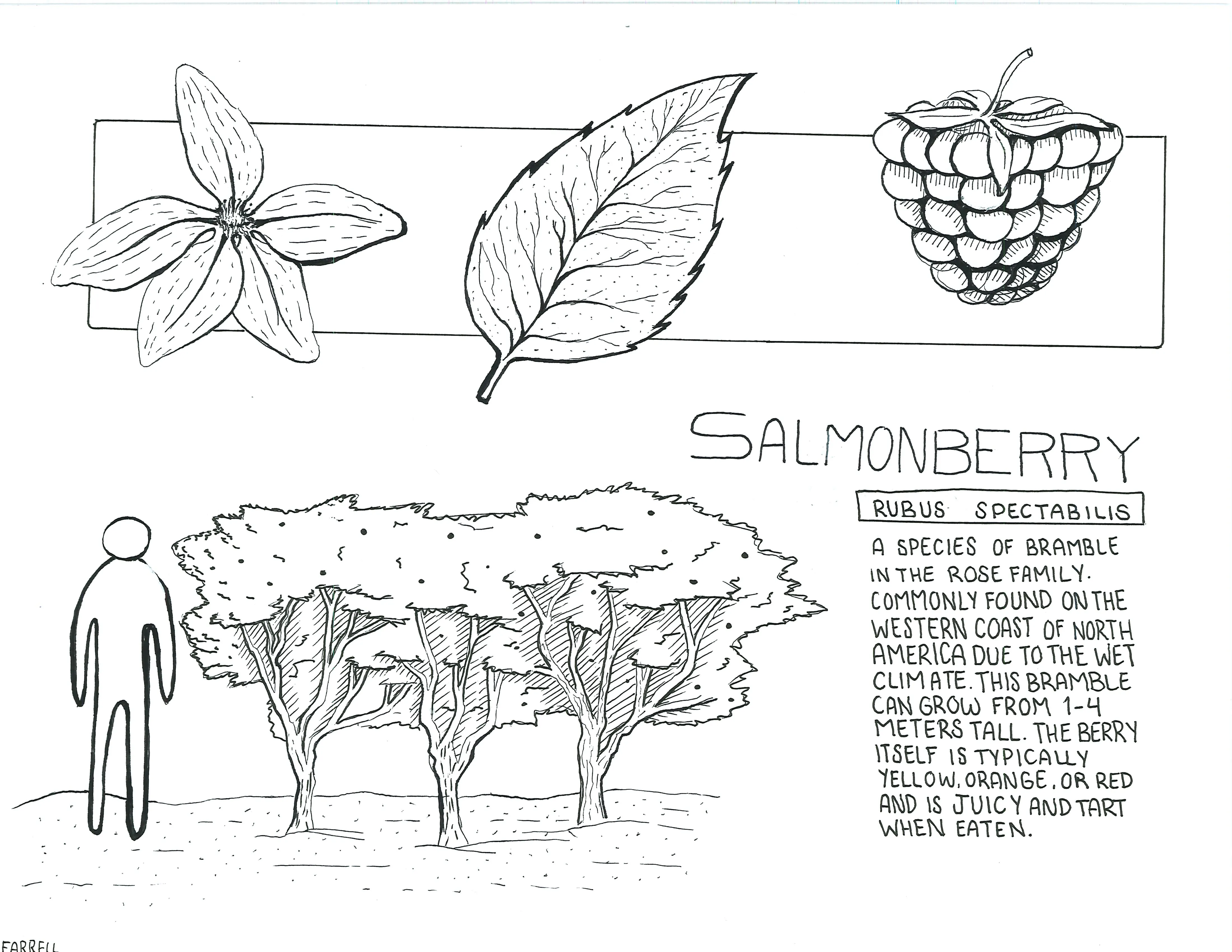 Hand-sketched artwork depicting a salmonberry flower, leaf, and berry.  